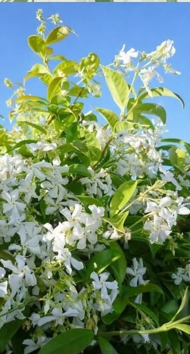 Jasmin u cvetu