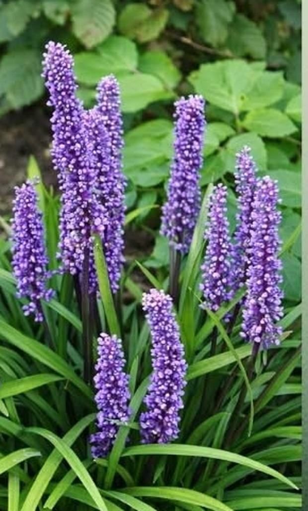Liriope, ljubičasti cvet