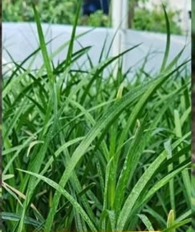 Liriope, travnati pokrivač tla
